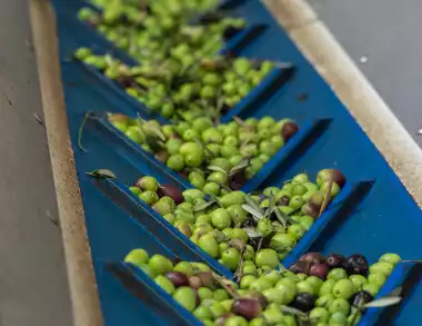 Aceitunas en la fábrica de Can Miquel Guasch