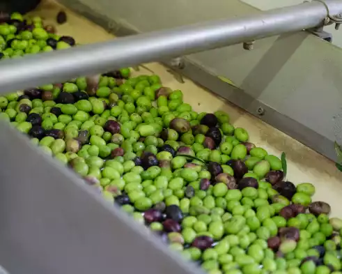 Aceitunas en la fábrica de Can Miquel Guasch