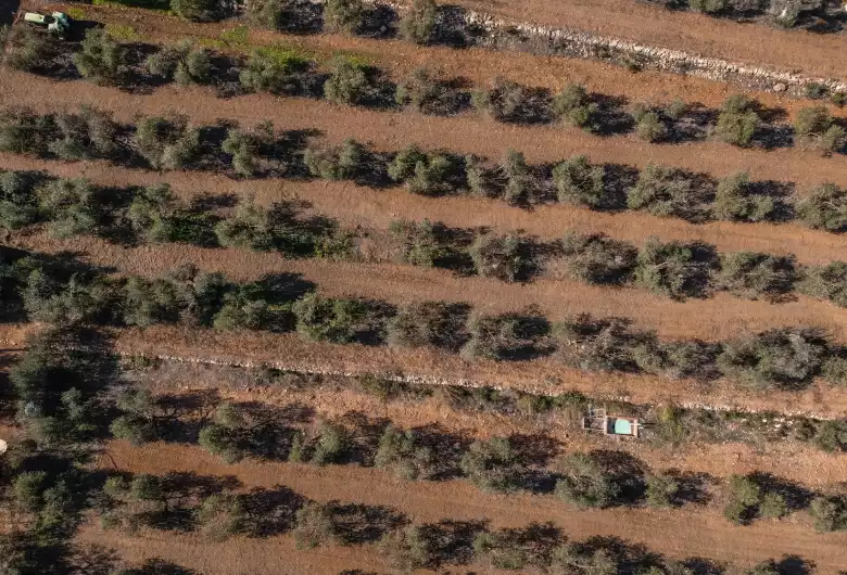 Vista aérea olivos Can Miquel Guasch